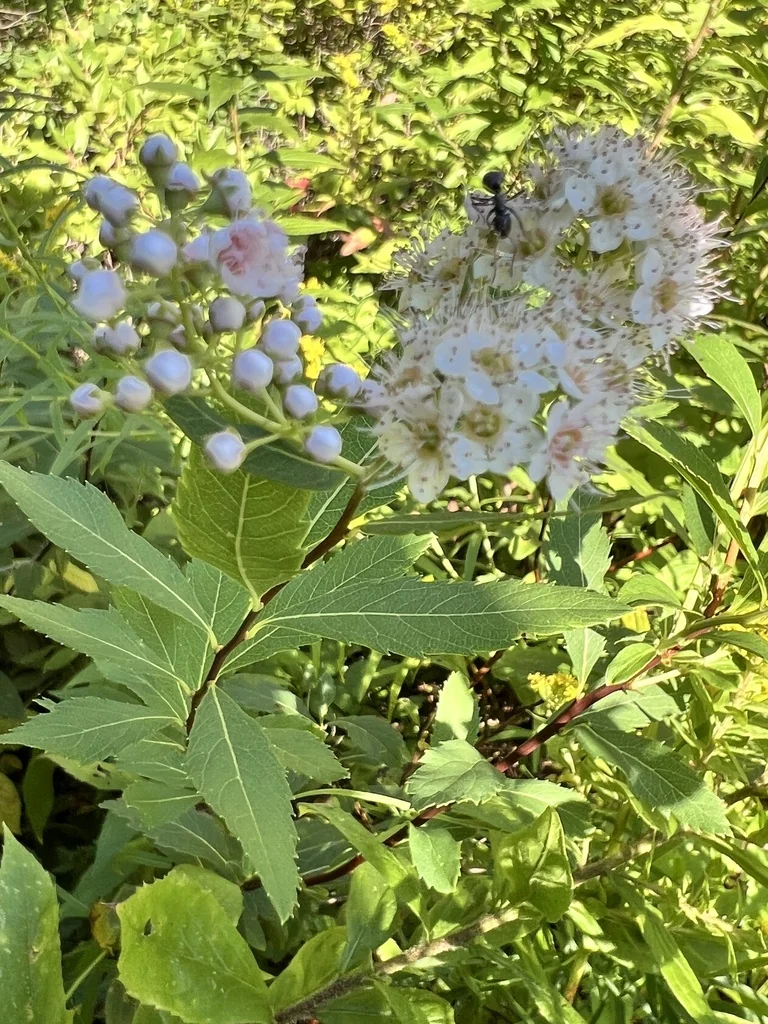 Spiraea Alba