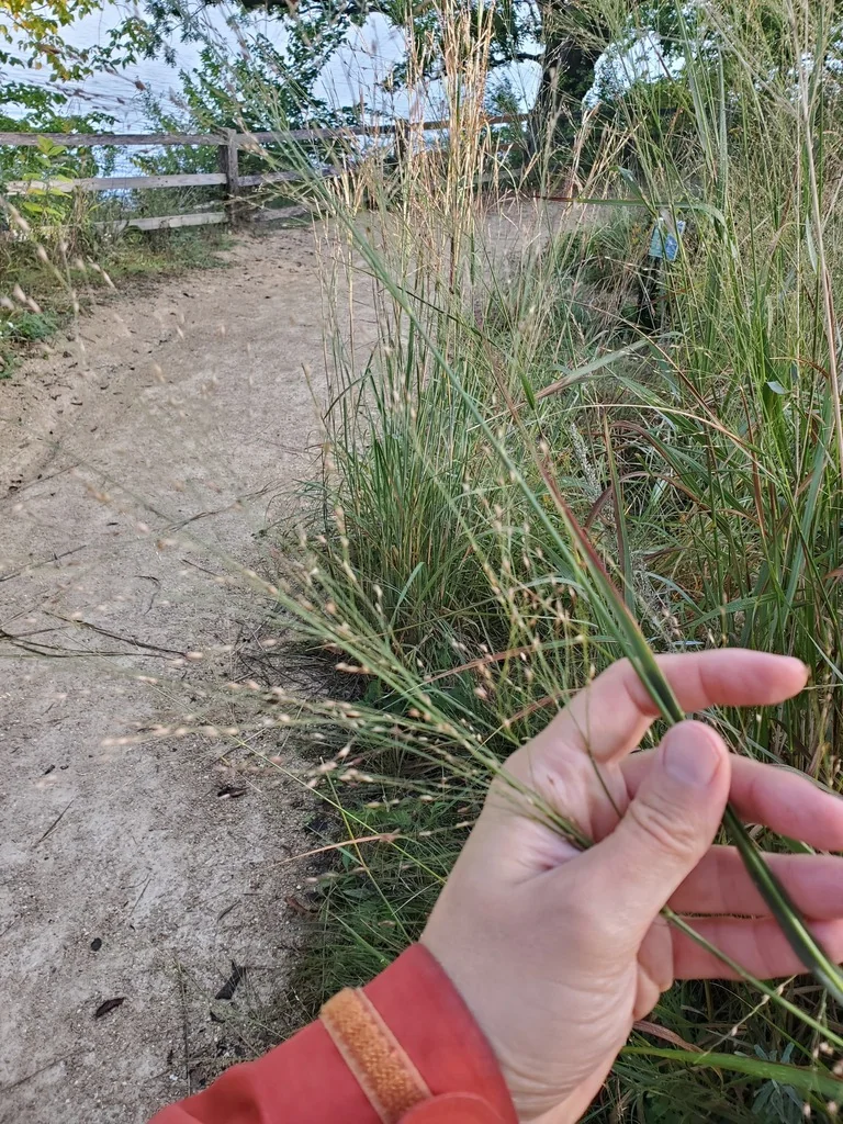 Panicum virgatum