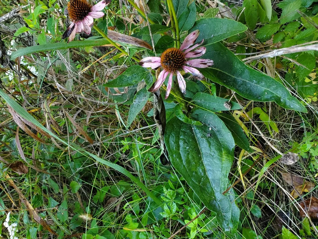 Echinacea Purpurea