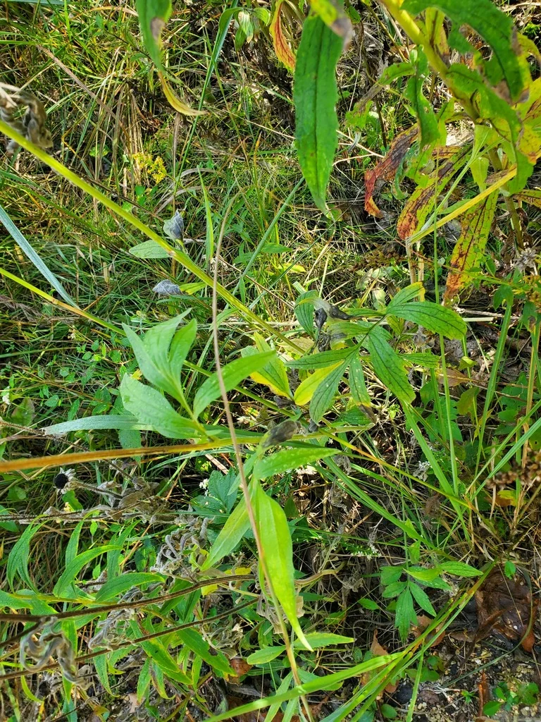 Ratibida Pinnata