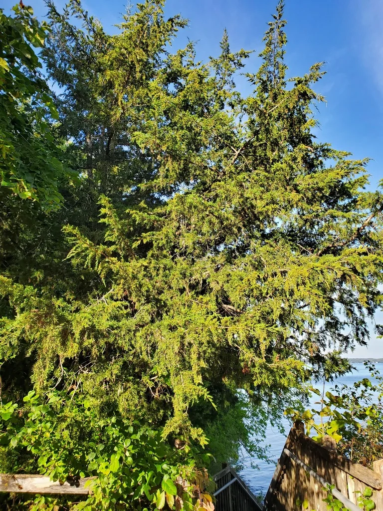 Juniperus Virginiana