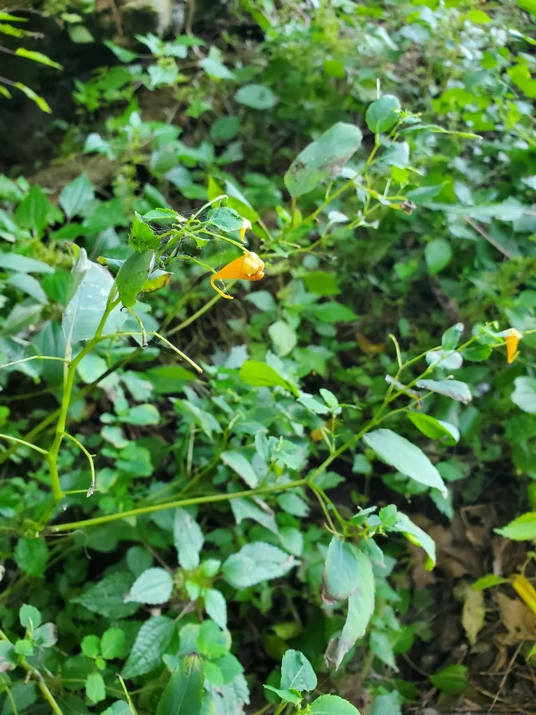 Impatiens Capensis