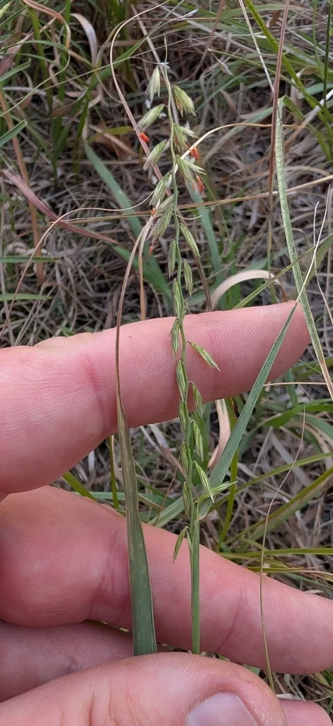 Bouteloua Curtipendula