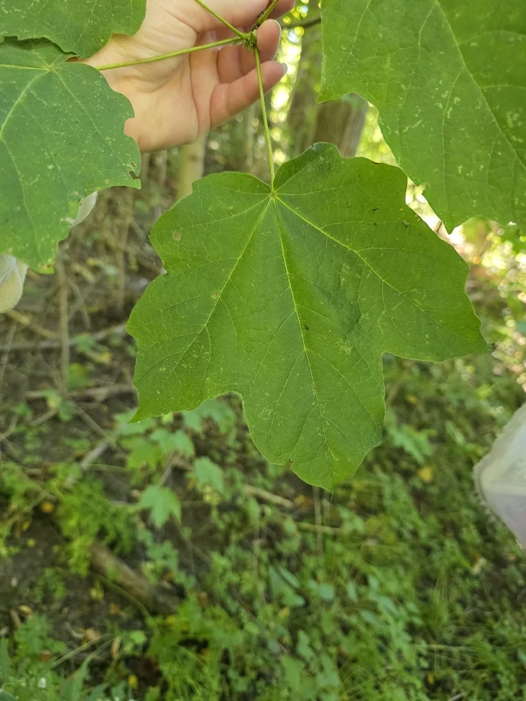 Acer Saccharum Subsp. Nigrum