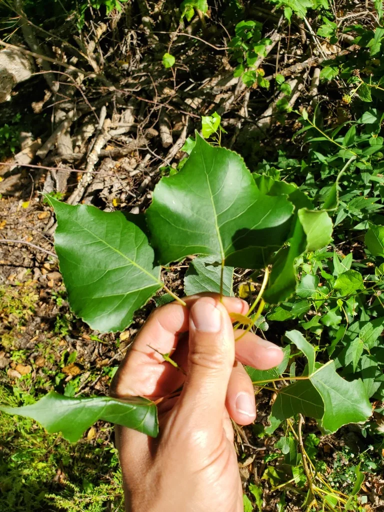 Populus Deltoides