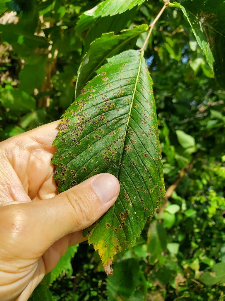Ulmus Americana
