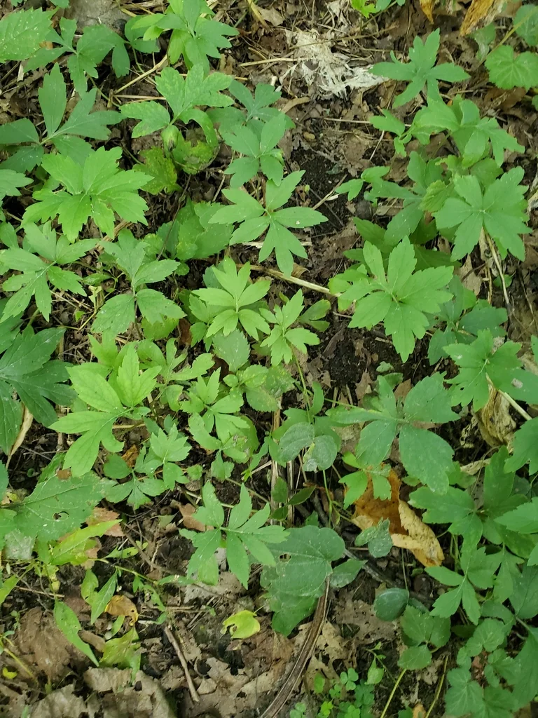 Hydrophyllum Virginianum