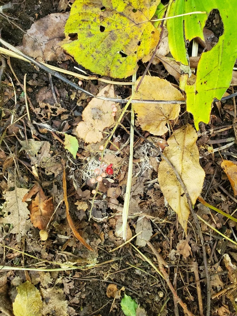 Smilacina Racemosa