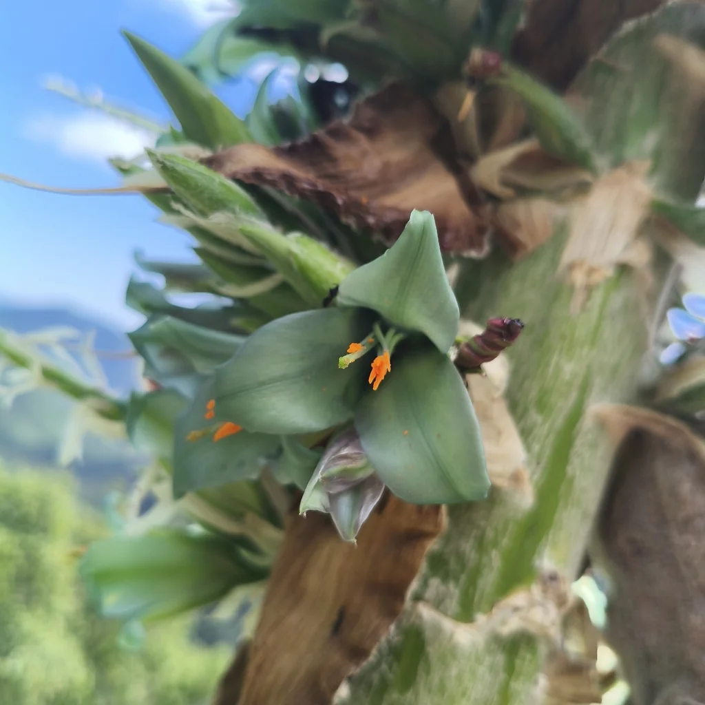 Puya Alpestris