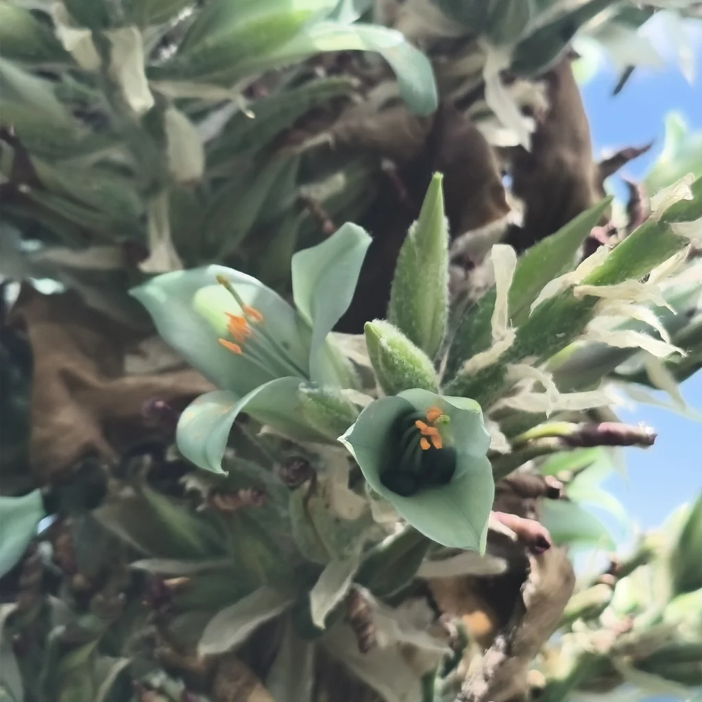 Puya Alpestris