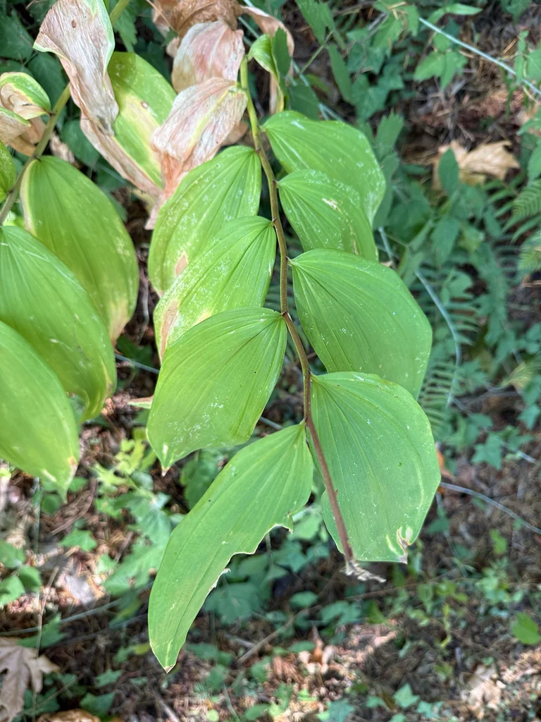 Smilacina Racemosa
