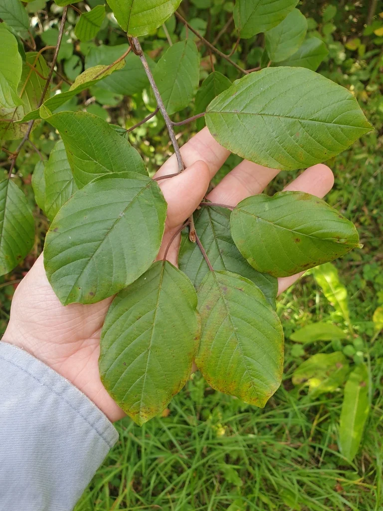 Rhamnus frangula
