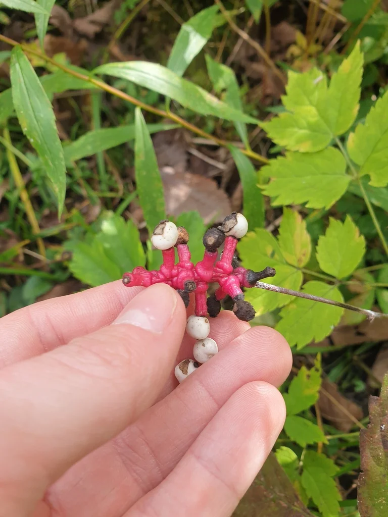 Actaea Pachypoda