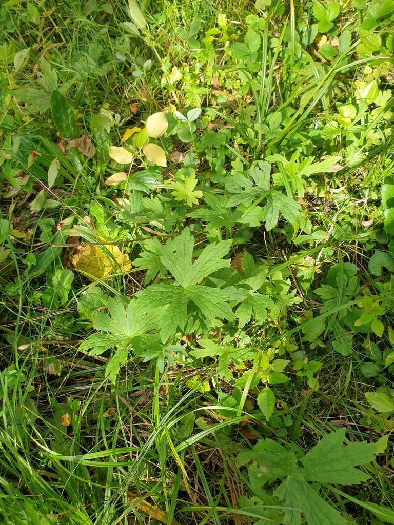 Anemone Canadensis
