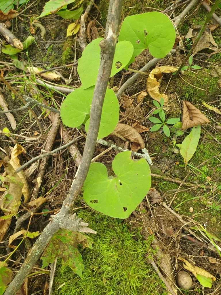 Asarum Canadense