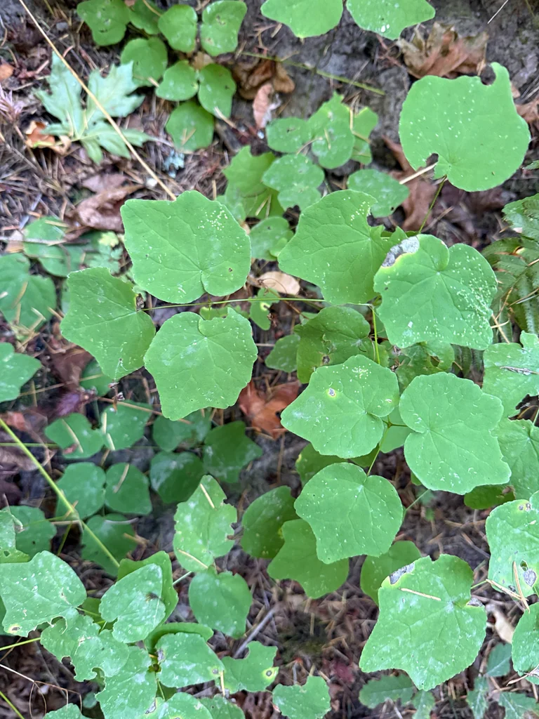 Vancouveria Hexandra