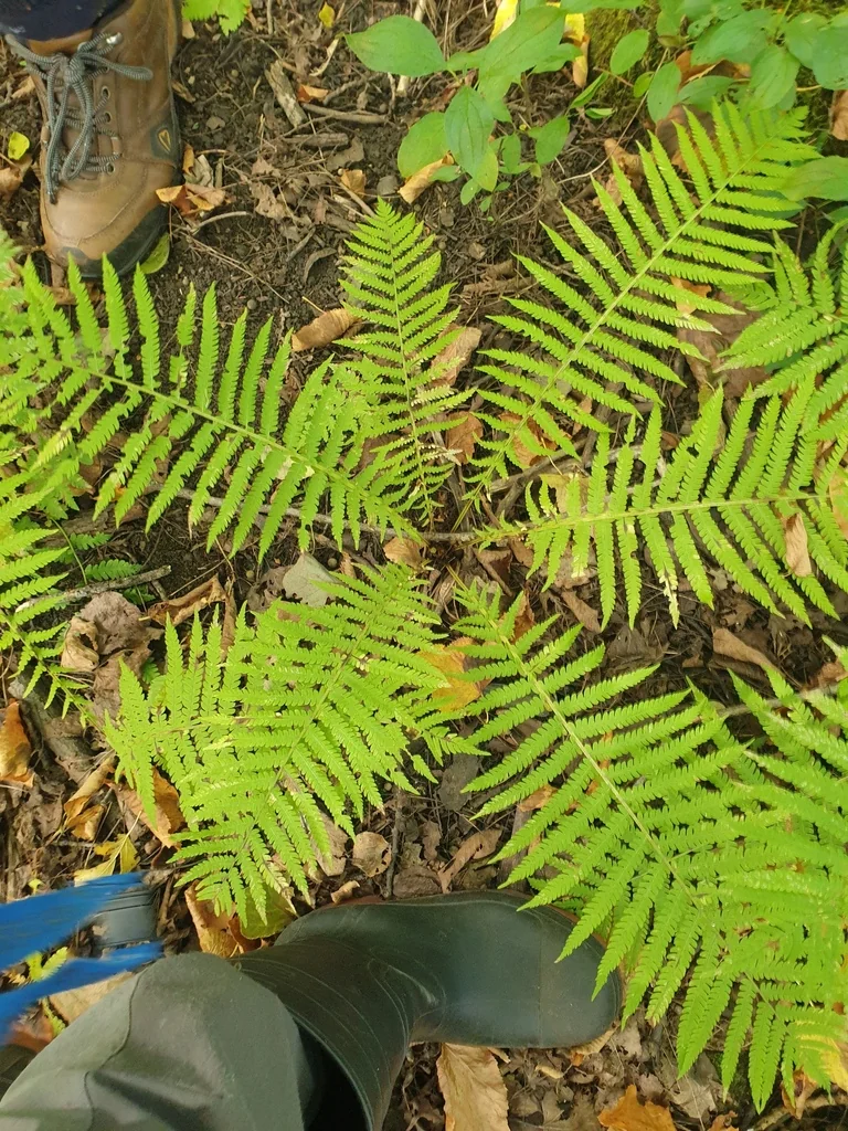 Matteuccia Struthiopteris