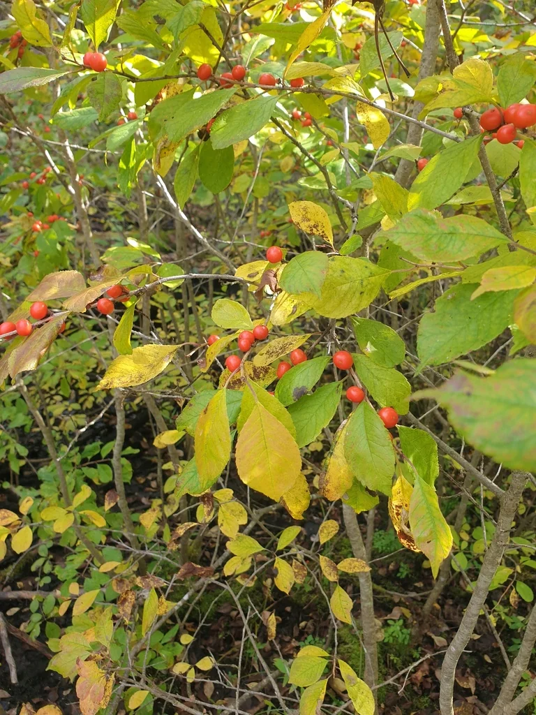 Ilex verticillata