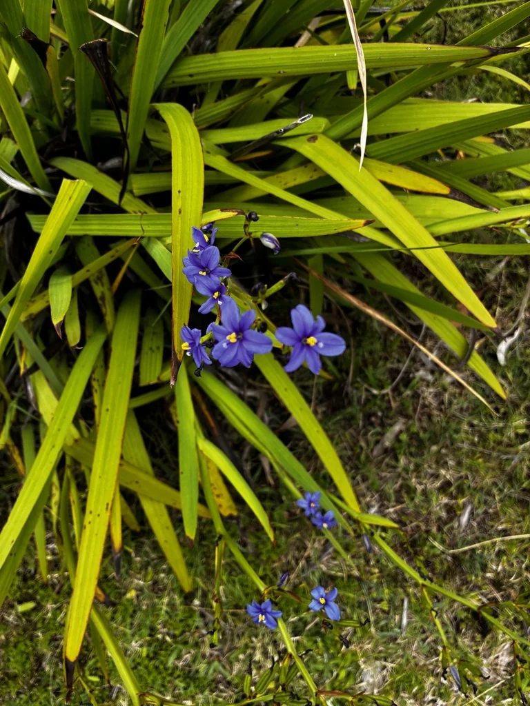 Aristea Ecklonii