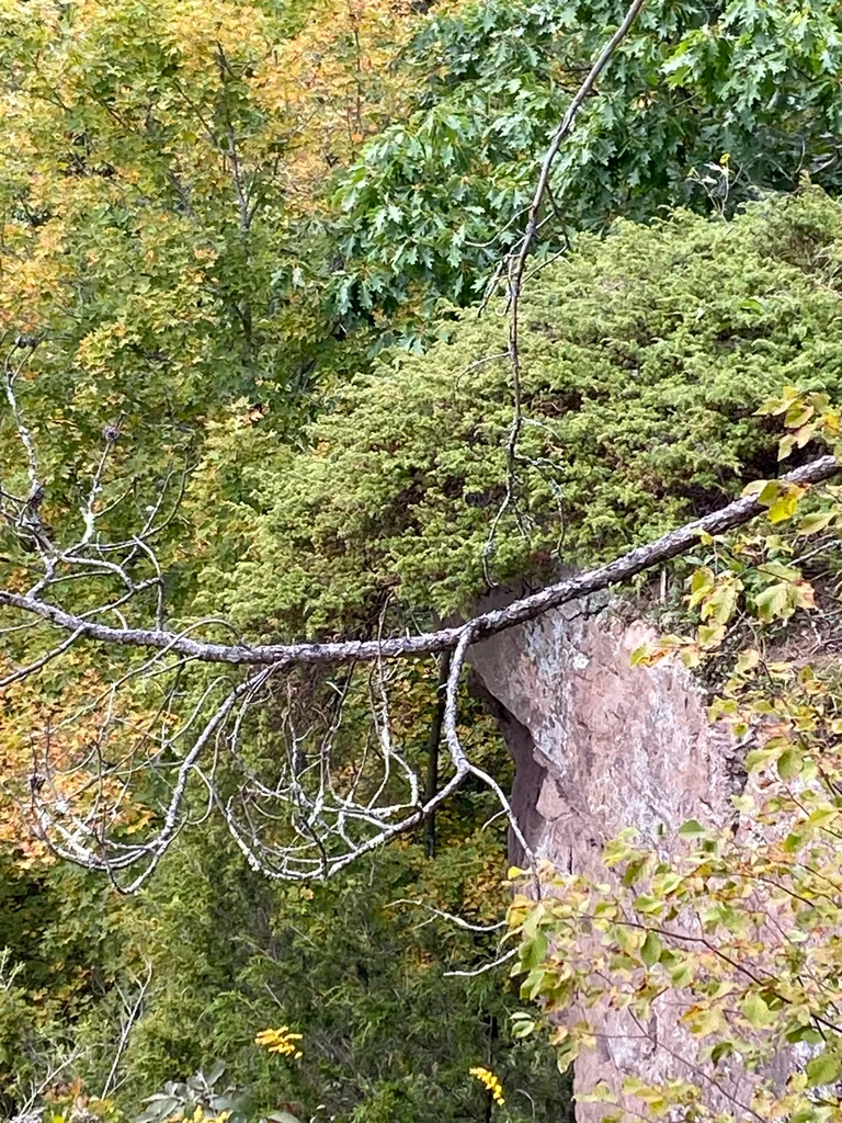 Juniperus Communis