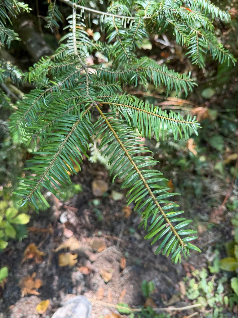 Abies Grandis