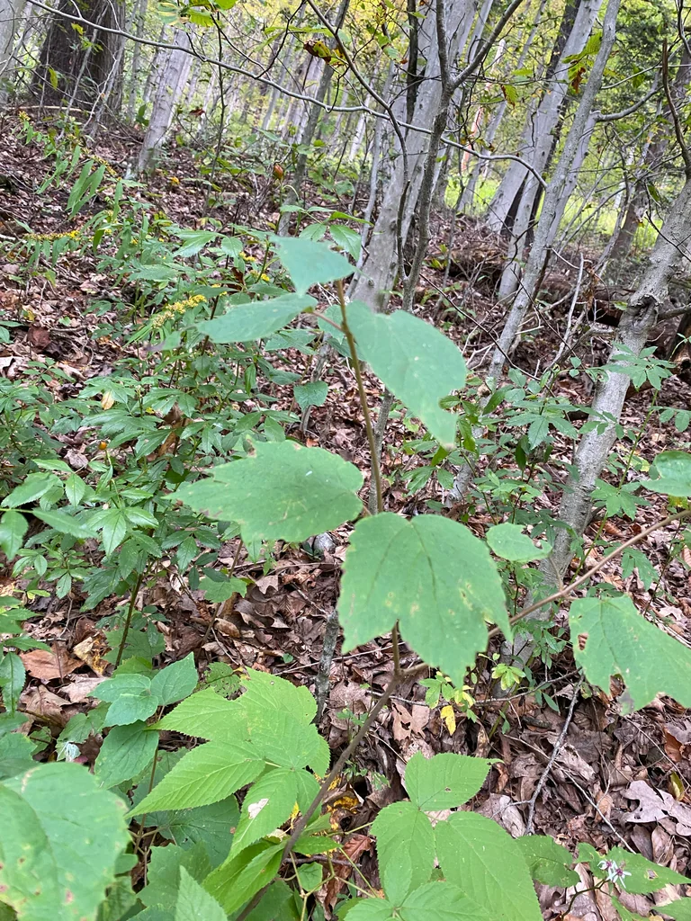 Viburnum Acerifolium