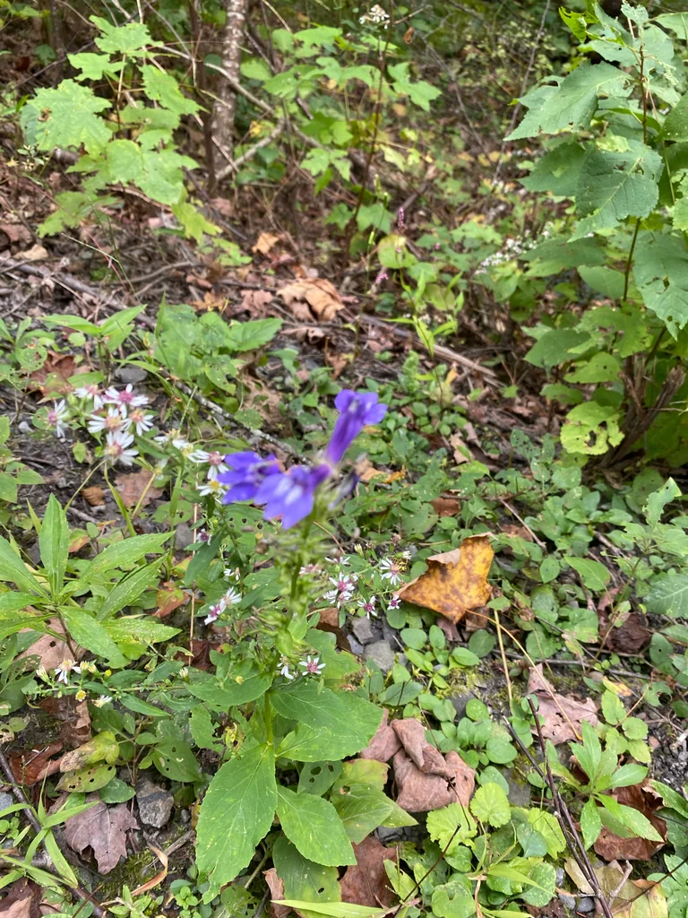 Lobelia Siphilitica