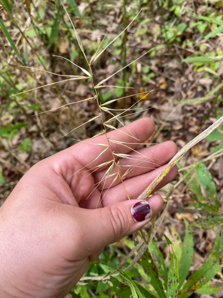 Elymus Hystrix