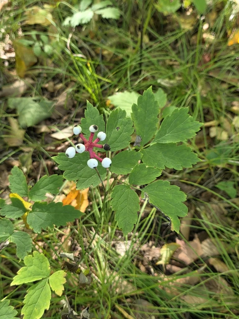 Actaea Pachypoda