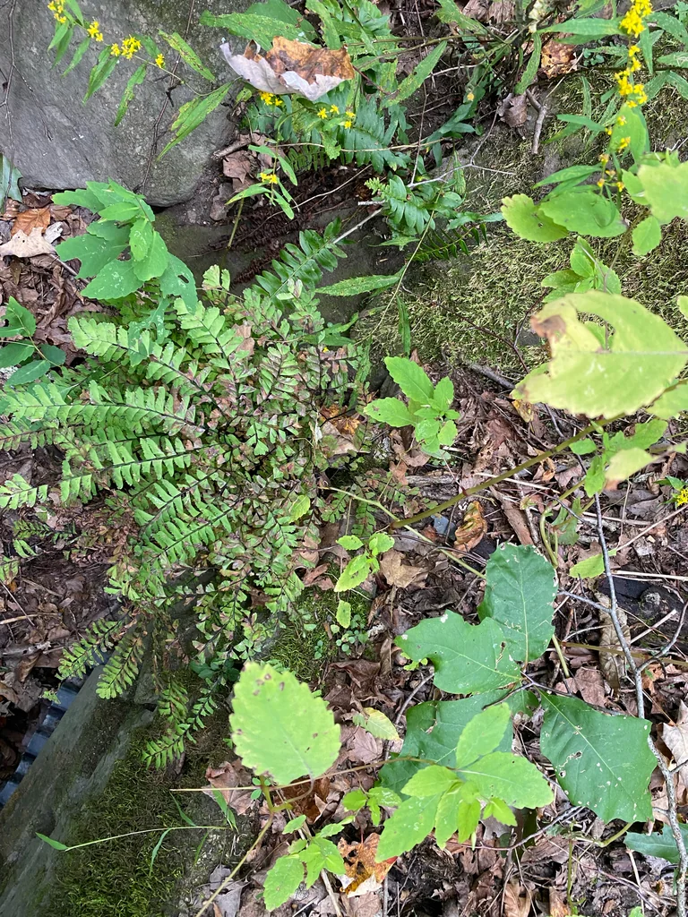 Adiantum Pedatum