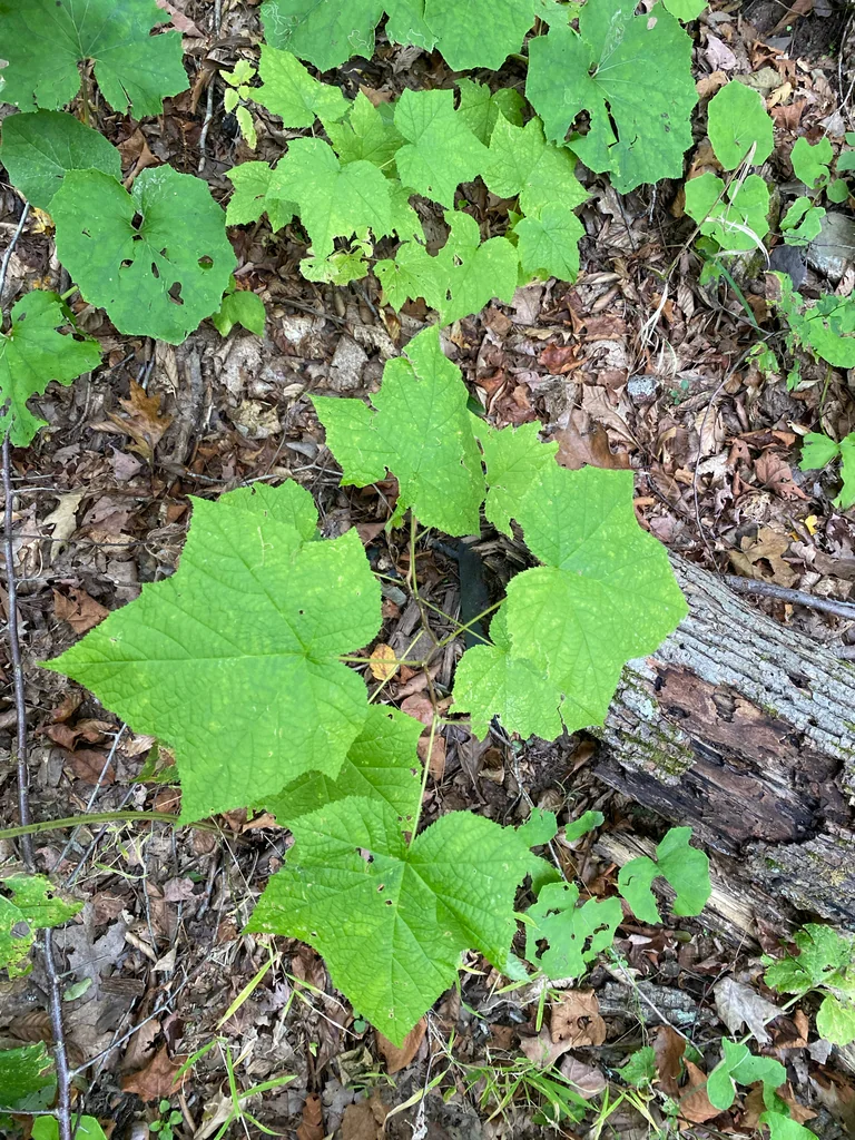 Rubus Odoratus