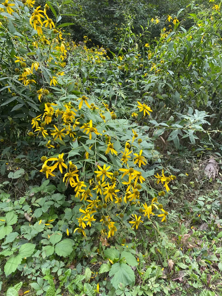 Rudbeckia Laciniata