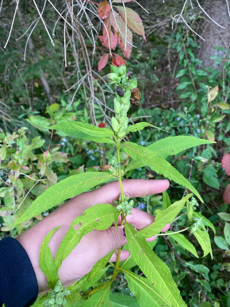 Chelone Glabra