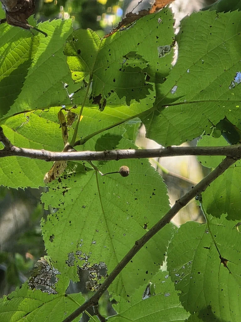 Tilia Americana