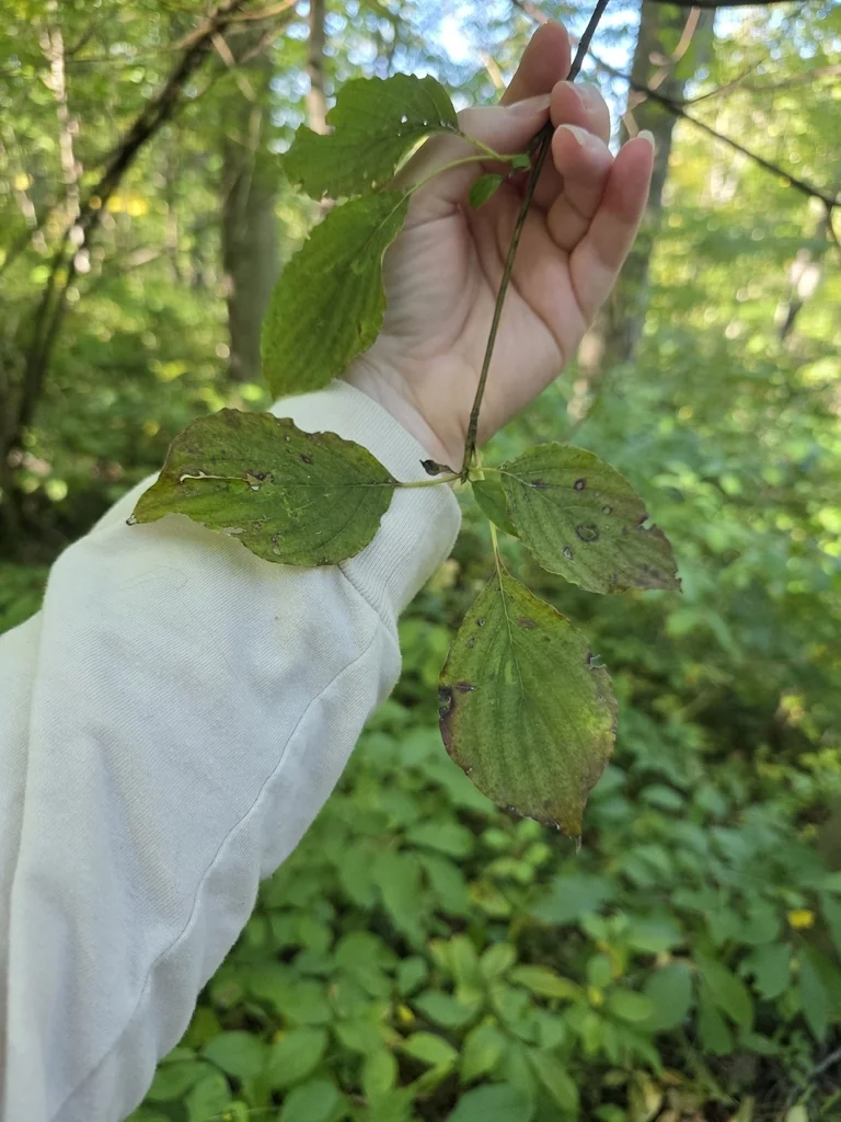 Cornus Alternifolia