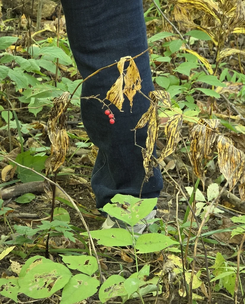 Smilacina Racemosa