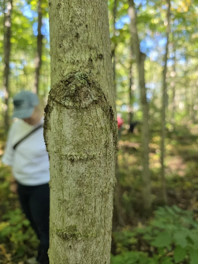 Acer Saccharum