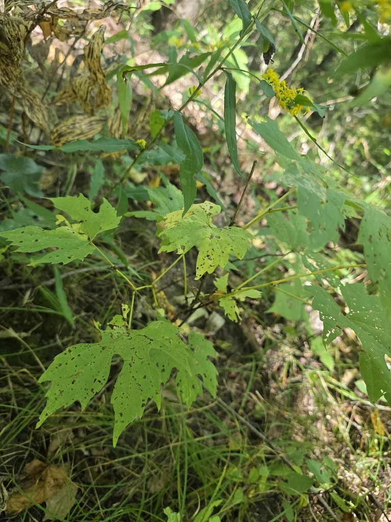 Vitis Riparia