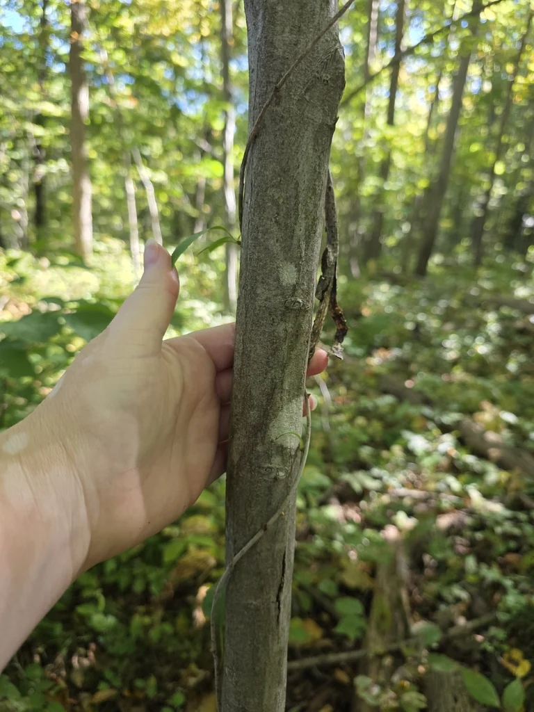 Carpinus Caroliniana