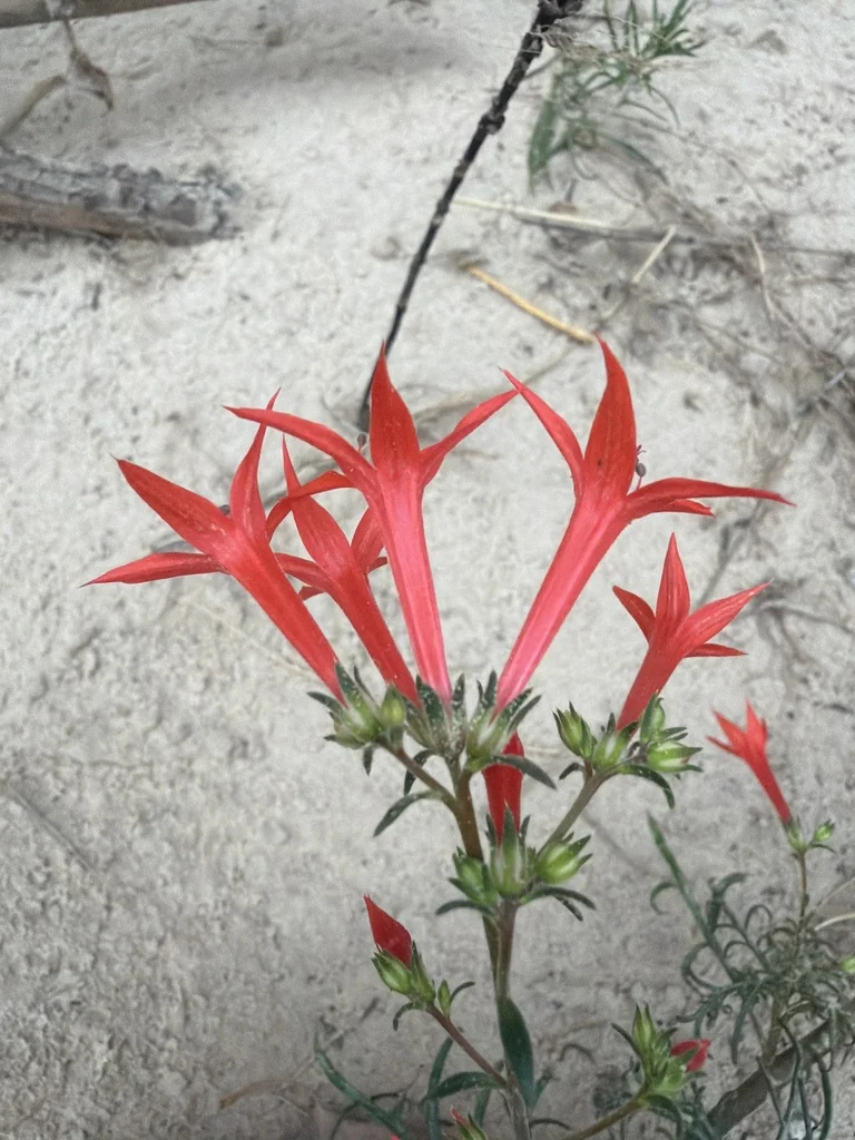 Ipomopsis Aggregata