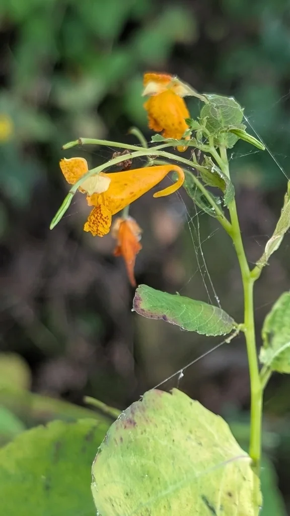 Impatiens Capensis