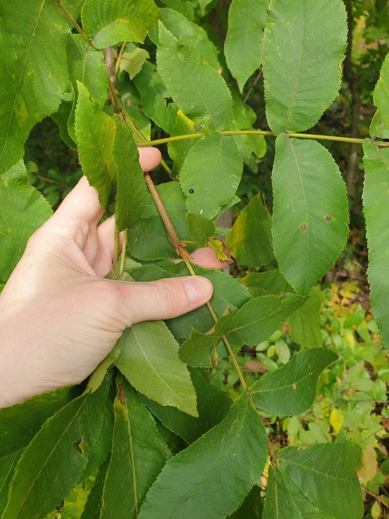 Carya Cordiformis