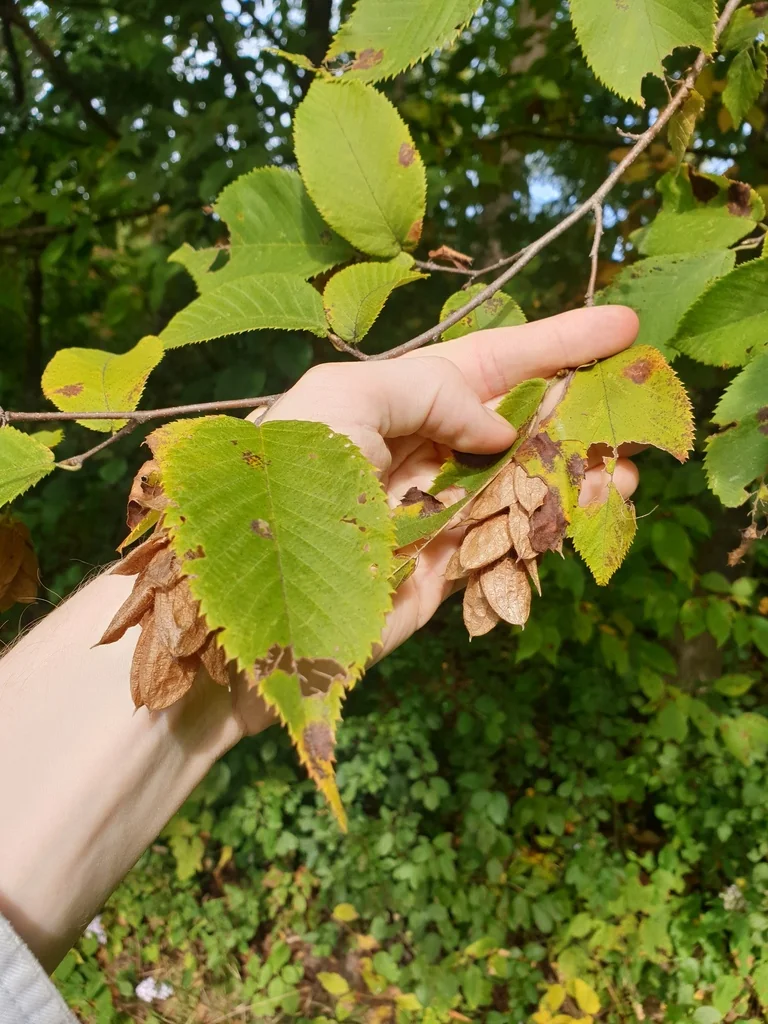 Ostrya Virginiana