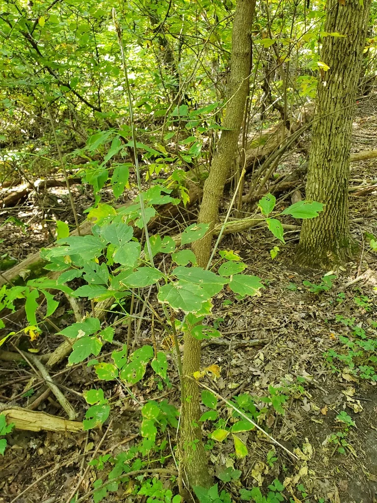 Acer Negundo
