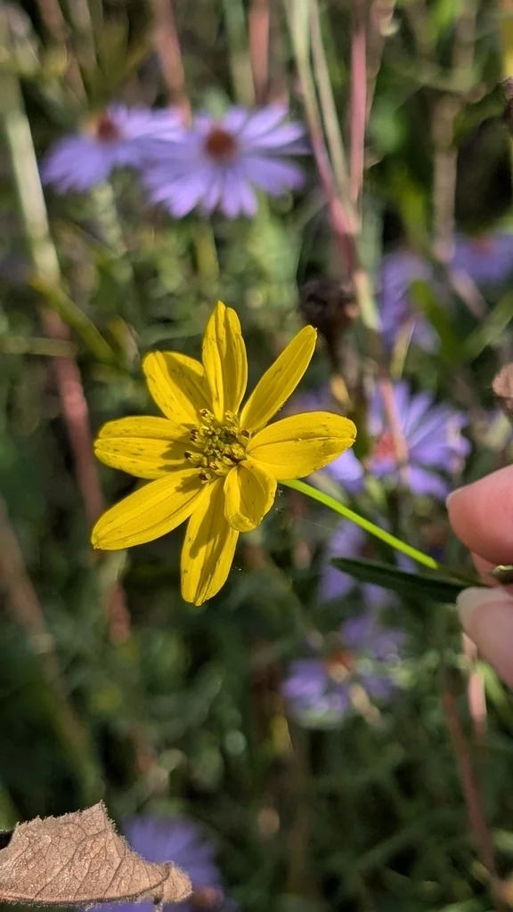 Coreopsis Palmata