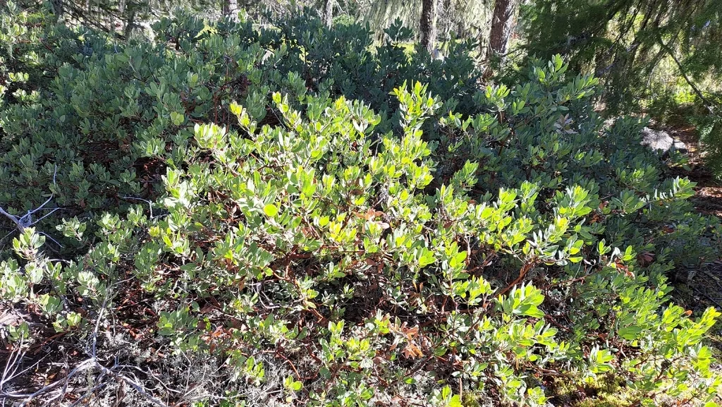 Arctostaphylos Columbiana