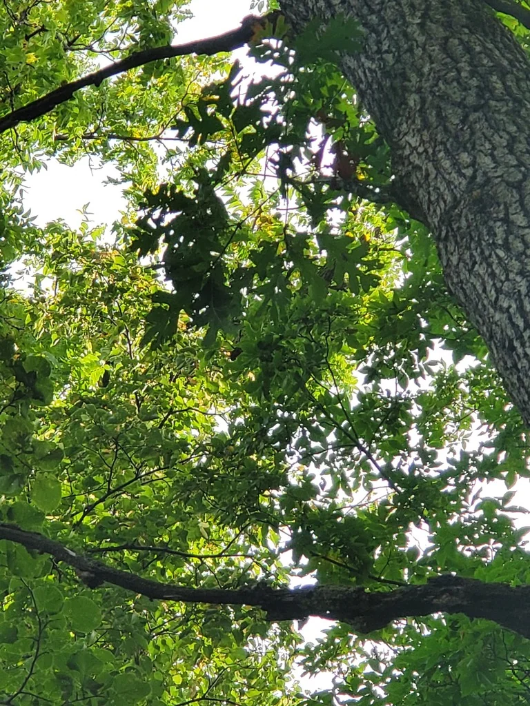 Quercus Alba
