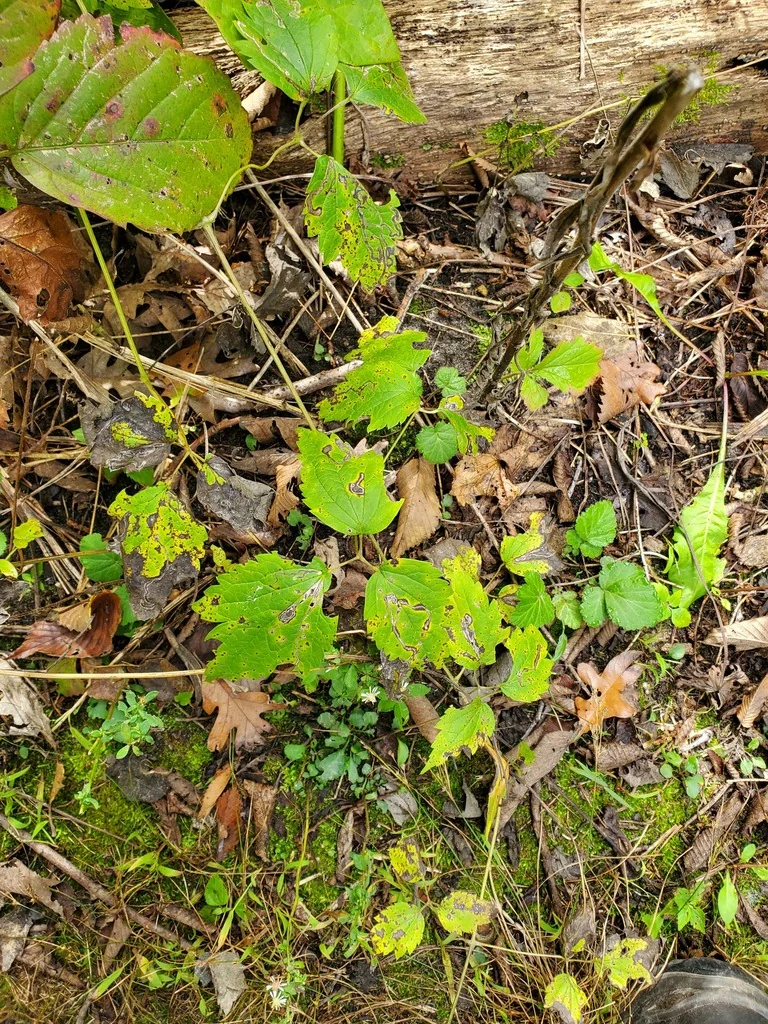 Clematis Virginiana