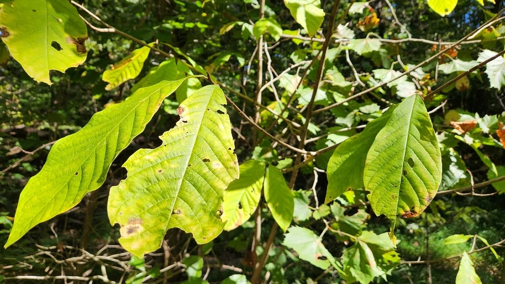 Asimina Triloba