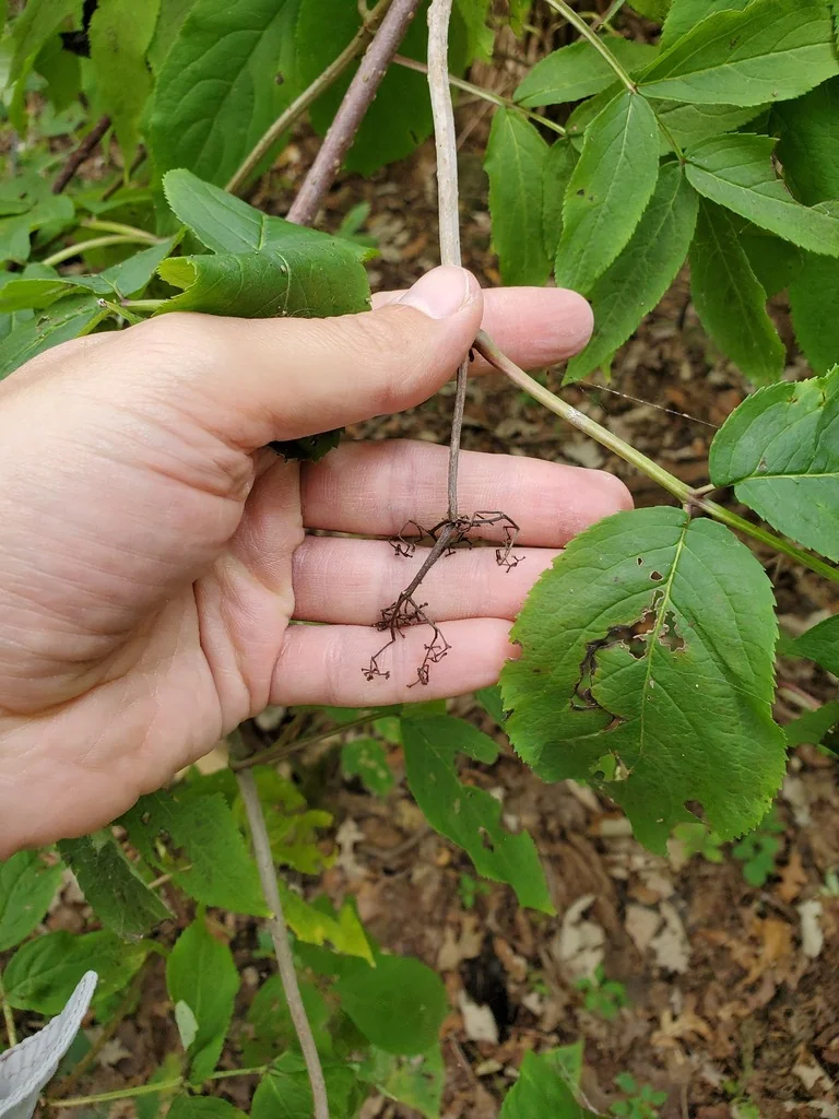 Sambucus Racemosa
